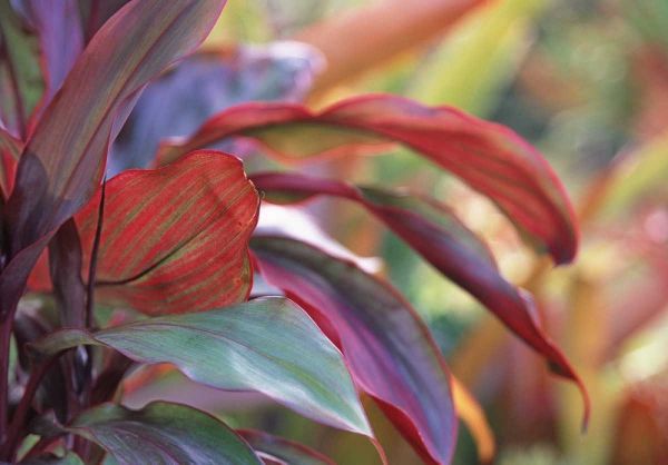 USA, Hawaii, Kauai Close-up of ti plant leaves